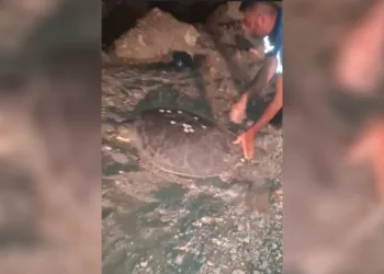 Yolunu şaşıran caretta carettayı kucağına alıp denize kavuşturdu