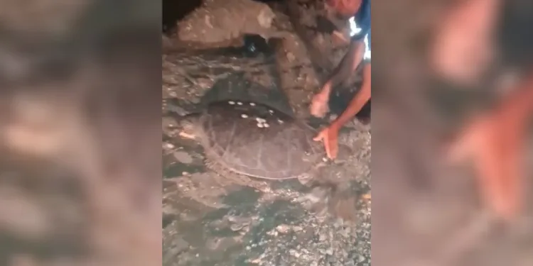 Yolunu şaşıran caretta carettayı kucağına alıp denize kavuşturdu