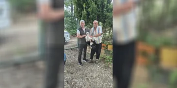 Evinin önüne gelen yaralı leyleğe sahip çıktı