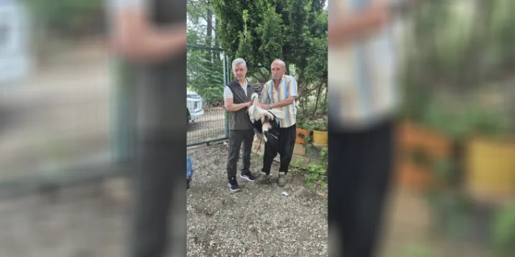 Evinin önüne gelen yaralı leyleğe sahip çıktı