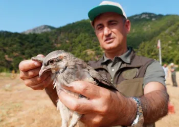 Manisa’da doğaya bin 200 kınalı keklik salındı