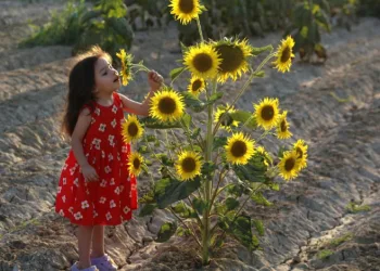 Ayçiçeği tarlaları fotoğrafçıların yeni gözdesi oldu