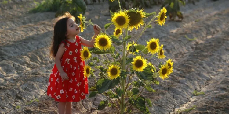 Ayçiçeği tarlaları fotoğrafçıların yeni gözdesi oldu