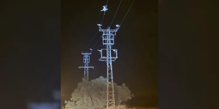 Dönüş yolundaki leylekler bazı bölgeleri elektriksiz bıraktı