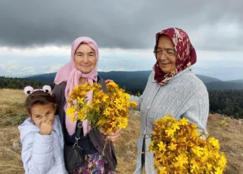 Bin 850 rakımlı zirvede şifa mesaisi: Hacet Bayramı’nda sarı kantaron topladılar