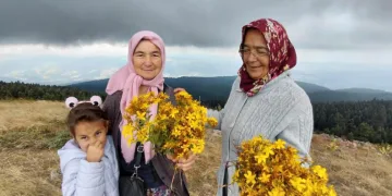 Bin 850 rakımlı zirvede şifa mesaisi: Hacet Bayramı’nda sarı kantaron topladılar