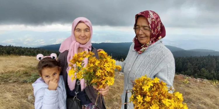Bin 850 rakımlı zirvede şifa mesaisi: Hacet Bayramı’nda sarı kantaron topladılar