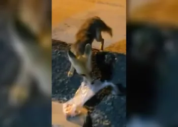Elazığ’da ilginç anlar: Mahalle arasındaki tilkiye poşetle yiyecek bıraktı