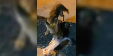 Elazığ’da ilginç anlar: Mahalle arasındaki tilkiye poşetle yiyecek bıraktı