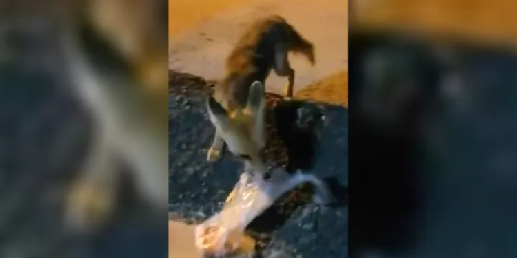 Elazığ’da ilginç anlar: Mahalle arasındaki tilkiye poşetle yiyecek bıraktı