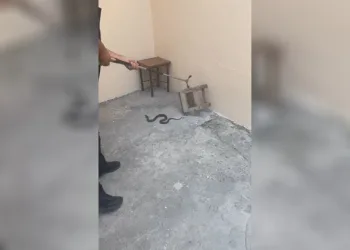 Kars’ta evin bahçesine giren yılan itfaiyeyi harekete geçirdi