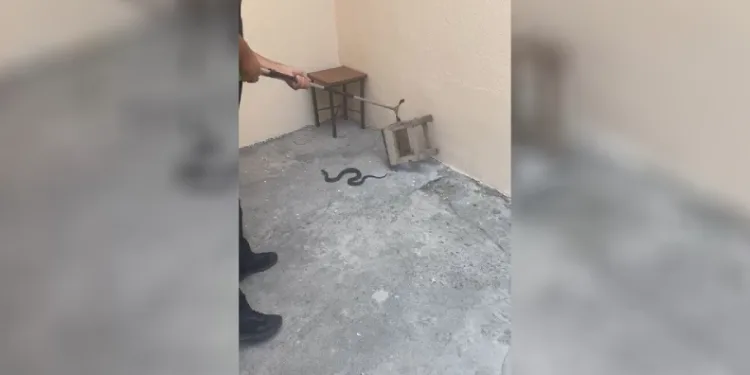 Kars’ta evin bahçesine giren yılan itfaiyeyi harekete geçirdi