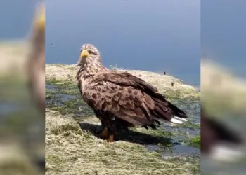 Çivril’de nilüfer turunun sürprizi: Nadir görülen kartal kameraya yakalandı