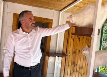 Ankara kedileri 27 ülkede 7 gün 24 saat canlı izlenebiliyor