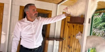 Ankara kedileri 27 ülkede 7 gün 24 saat canlı izlenebiliyor