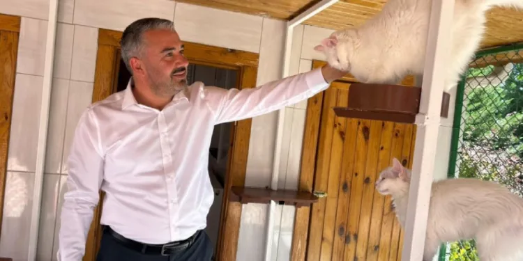 Ankara kedileri 27 ülkede 7 gün 24 saat canlı izlenebiliyor