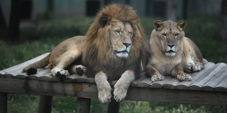 Japonya’da aşırı sıcaklarda hayvanat bahçesindeki 3 aslan telef oldu