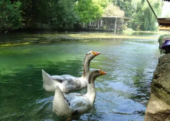 Akyaka’yı aratmayan Bucak Vadisi doğaseverlerin gözdesi