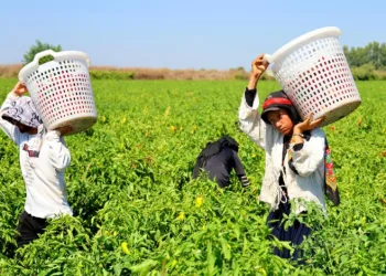 Tarım işçilerinin sıcakta ekmek parası mücadelesi