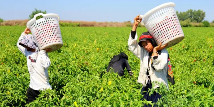 Tarım işçilerinin sıcakta ekmek parası mücadelesi