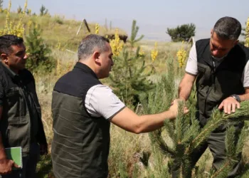 Palandöken ve Konaklı’daki ağaçlandırma sahaları incelendi