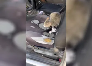 Otomobilin içinde yavruladı