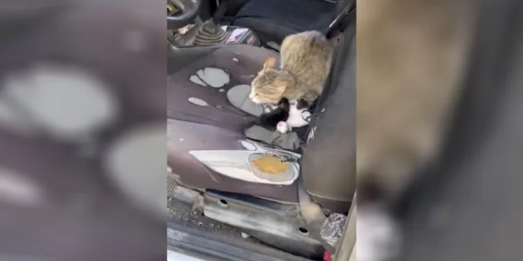 Otomobilin içinde yavruladı