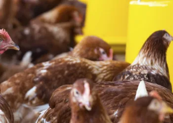 Teknik arıza faciaya dönüştü! 4 bin tavuk telef oldu