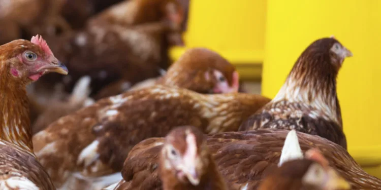 Teknik arıza faciaya dönüştü! 4 bin tavuk telef oldu