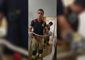 Antakya’da evlere giren yılanlar yakalandı