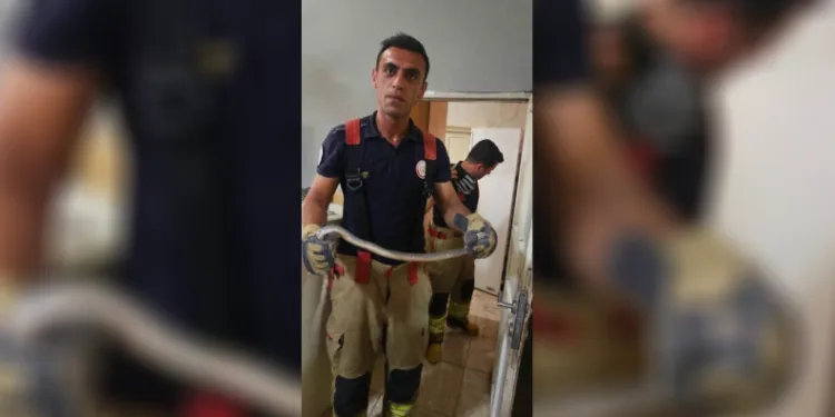 Antakya’da evlere giren yılanlar yakalandı