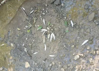 Balık ölümlerine sebep olan tesise 839 bin TL ceza