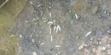 Balık ölümlerine sebep olan tesise 839 bin TL ceza