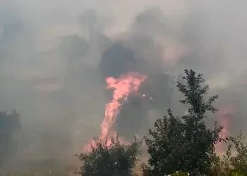 Diyarbakır’da örtü ve orman yangınında geniş alan zarar gördü