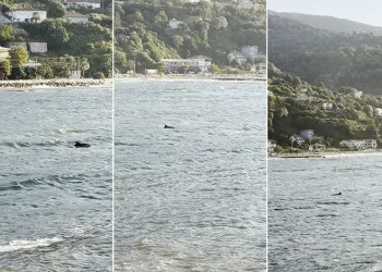 Bursa’da yunusun görsel şöleni kamerada