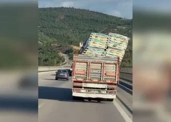 Sarı altın Müşküle üzümünde hasat heyecanı başladı