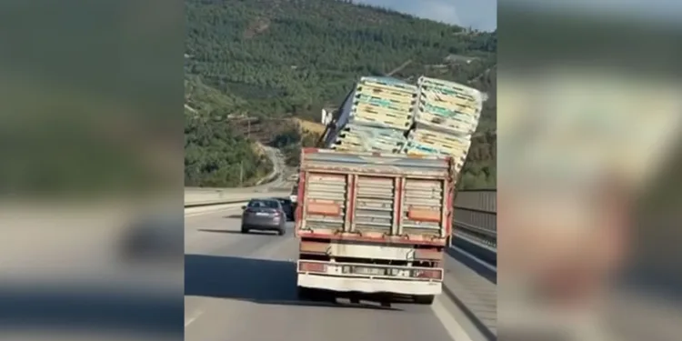 Sarı altın Müşküle üzümünde hasat heyecanı başladı