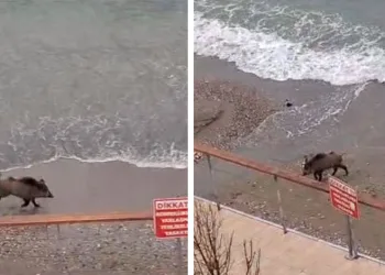 Mudanya sahilinde yaban domuzu paniği