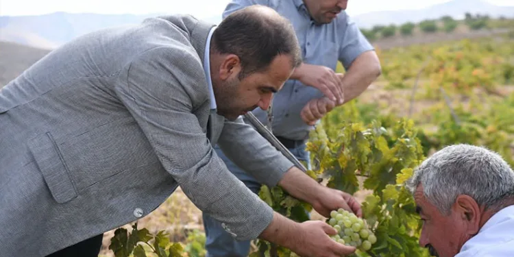 Iğdır’da kedinin fareyle 20 dakikalık oyunu kamerada