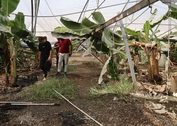 Adana’da fırtına çatıları uçurdu, muz serasında direkler devrildi