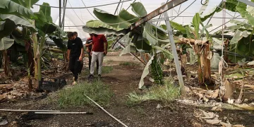 Adana’da fırtına çatıları uçurdu, muz serasında direkler devrildi