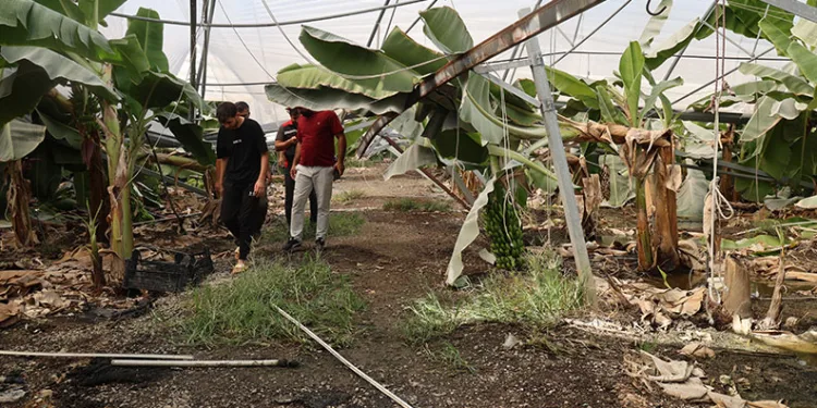 Adana’da fırtına çatıları uçurdu, muz serasında direkler devrildi