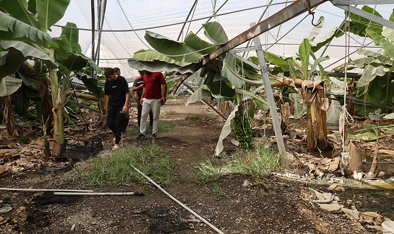 Adana’da fırtına çatıları uçurdu, muz serasında direkler devrildi