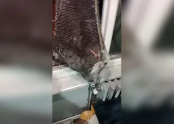 Cinayet davasında şok savunma