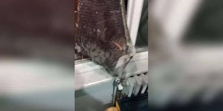 Cinayet davasında şok savunma