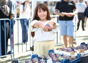 Osmangazi’nin siyah inciri festivalde görücüye çıktı