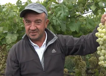 Sarı altın Müşküle üzümünde hasat heyecanı başladı