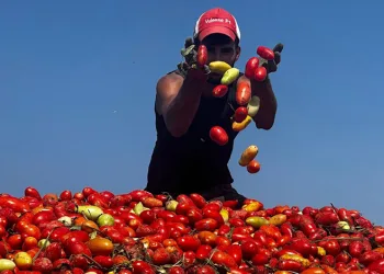 Zirai ilaçlı çeltik suyu domateste 7 tona varan verim kaybına yol açtı