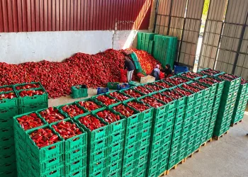 Kapya biber de bolluk fiyatları düşürdü