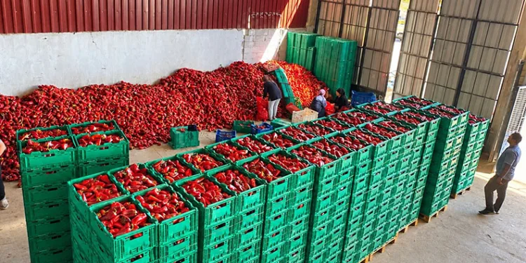 Kapya biber de bolluk fiyatları düşürdü